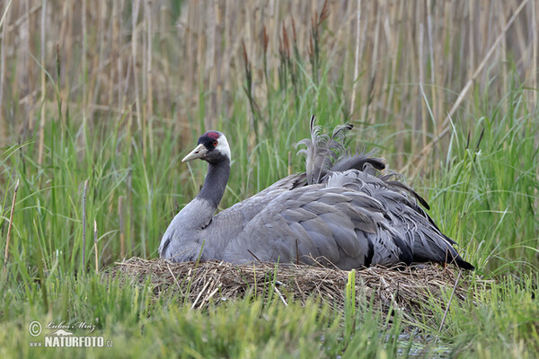 Kranich (Grus grus)