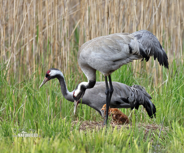 Kranich (Grus grus)