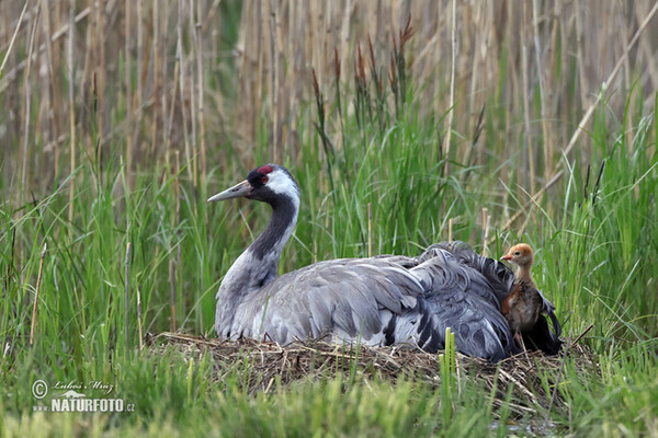 Kranich (Grus grus)