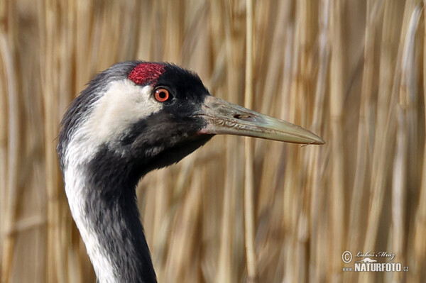 Kranich (Grus grus)