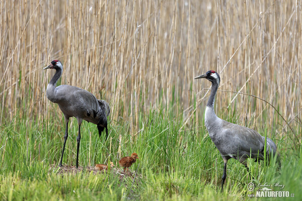 Kranich (Grus grus)