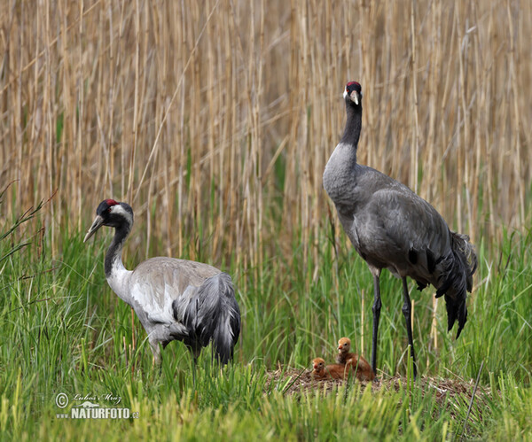 Kranich (Grus grus)