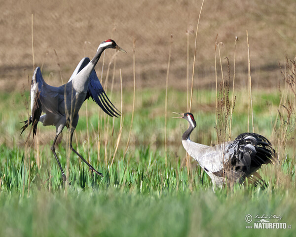 Kranich (Grus grus)