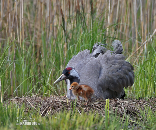 Kranich (Grus grus)