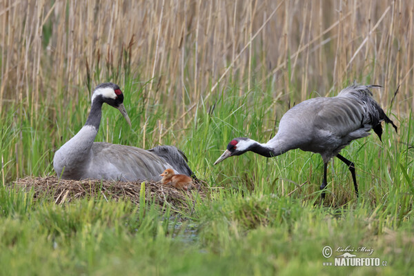 Kranich (Grus grus)