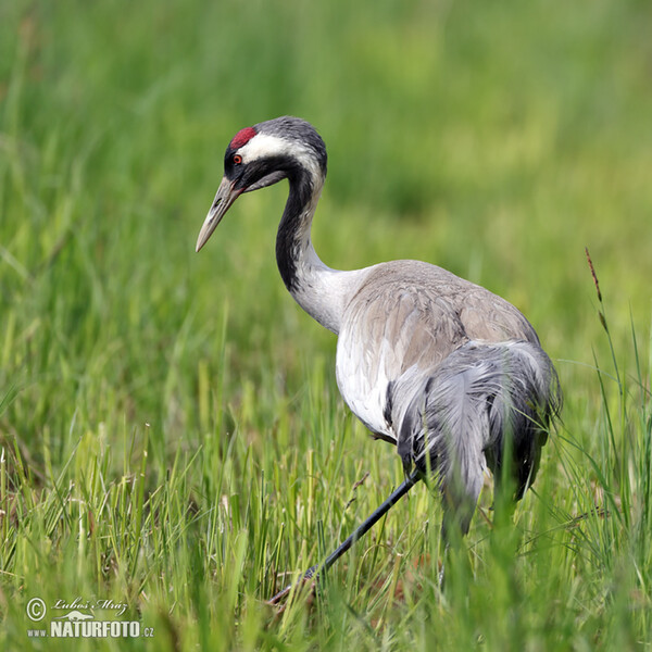 Kranich (Grus grus)