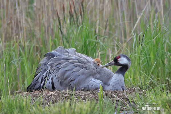 Kranich (Grus grus)