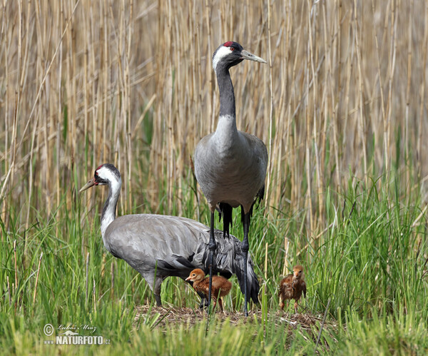 Kranich (Grus grus)