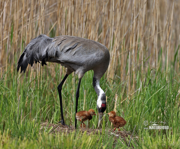 Kranich (Grus grus)