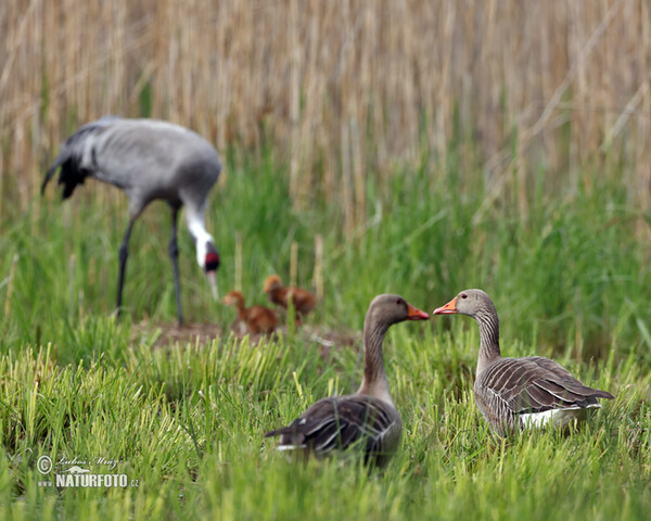 Kranich (Grus grus)