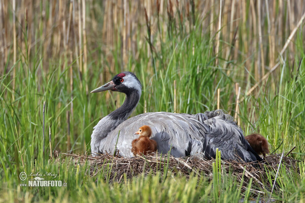 Kranich (Grus grus)