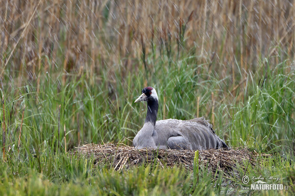 Kranich (Grus grus)