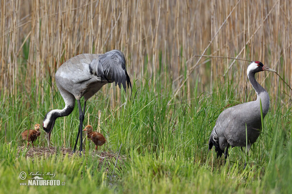 Kranich (Grus grus)