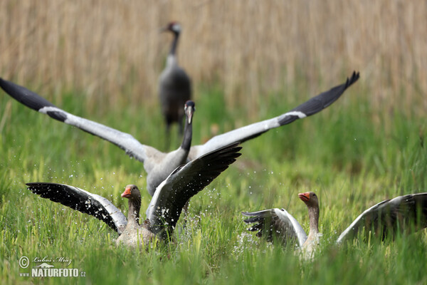 Kranich (Grus grus)