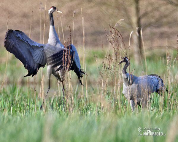 Kranich (Grus grus)