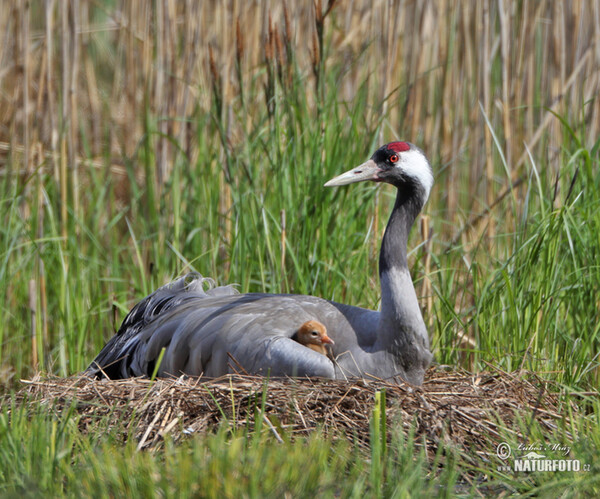 Kranich (Grus grus)