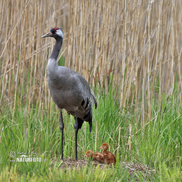 Kranich (Grus grus)