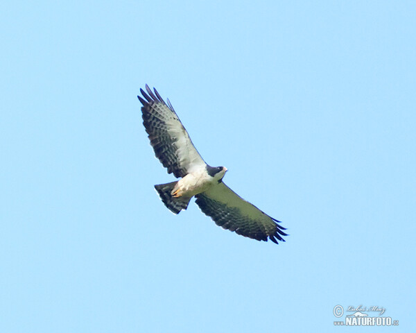 Kurzschwanzbussard (Buteo brachyurus)