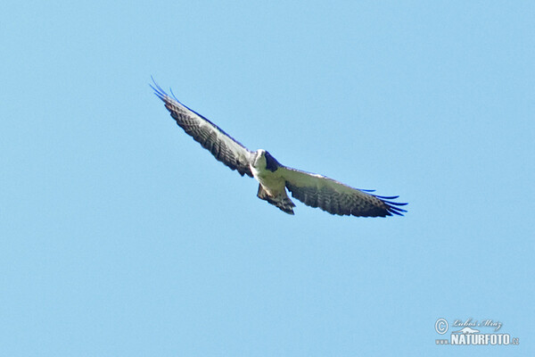 Kurzschwanzbussard (Buteo brachyurus)