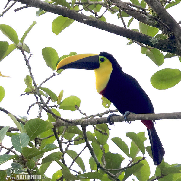 Küstentukan (Ramphastos brevis)