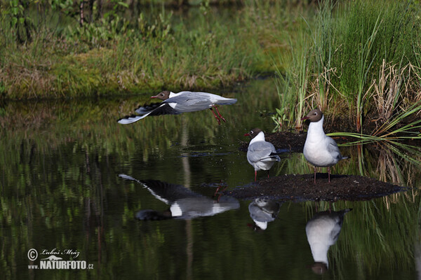 Lachmöwe (Chroicocephalus ridibundus)