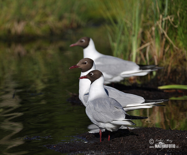 Lachmöwe (Chroicocephalus ridibundus)