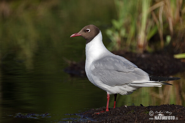 Lachmöwe (Chroicocephalus ridibundus)