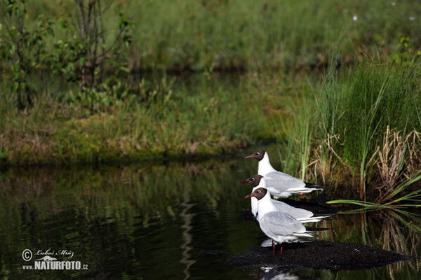 Lachmöwe (Chroicocephalus ridibundus)