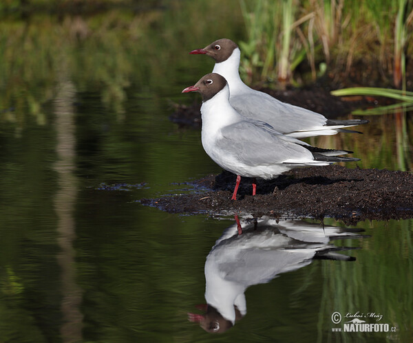 Lachmöwe (Chroicocephalus ridibundus)