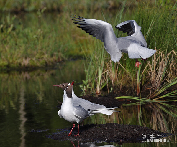 Lachmöwe (Chroicocephalus ridibundus)