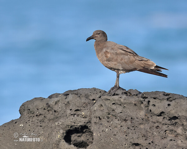 Lavamöwe (Leucophaeus fuliginosus)