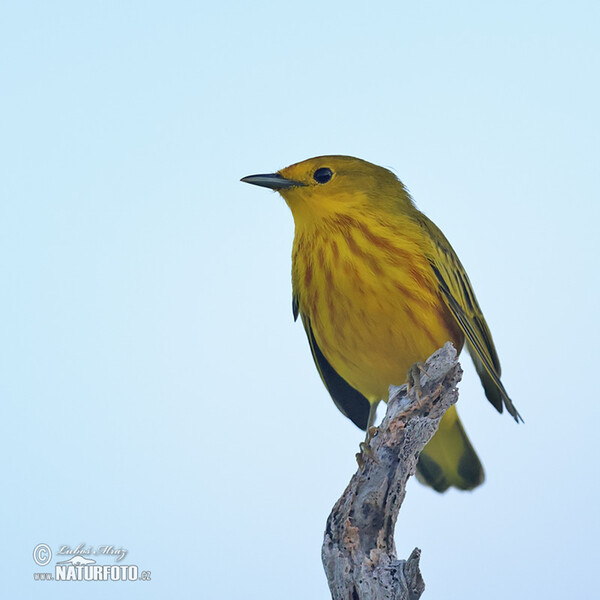 Mangrovewaldsänger (Setophaga petechia)