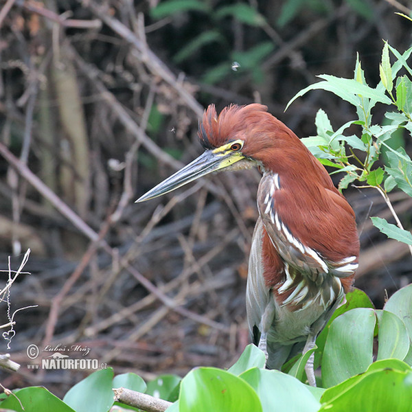 Marmorreiher (Tigrisoma lineatum)