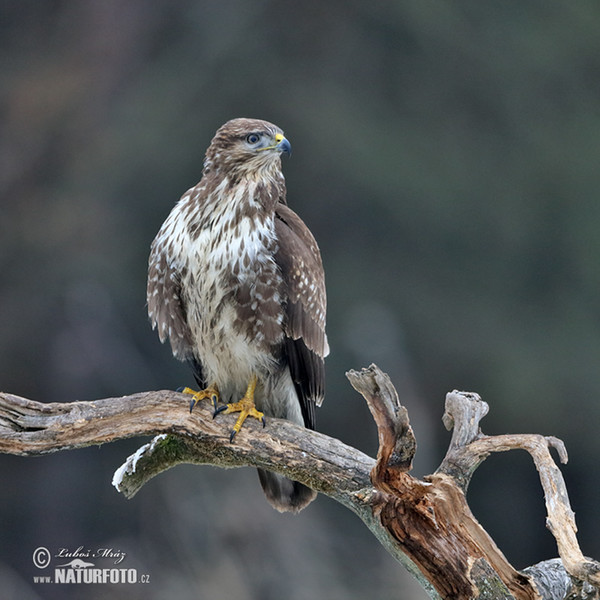 Mäusebussard (Buteo buteo)