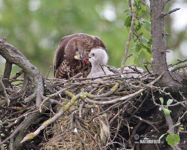 Mäusebussard (Buteo buteo)