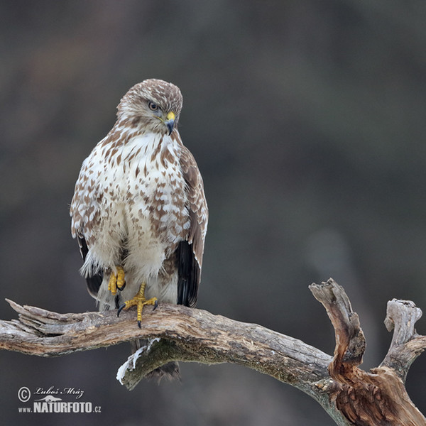 Mäusebussard (Buteo buteo)