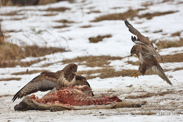 Mäusebussard (Buteo buteo)