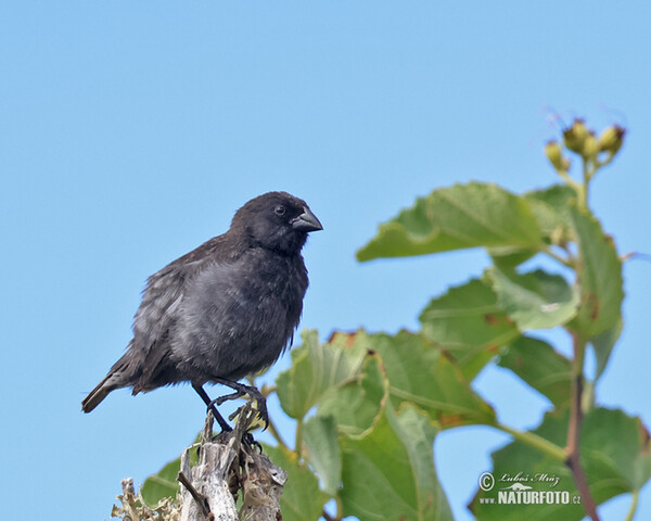 Mittelgrundfink (Geospiza fortis)