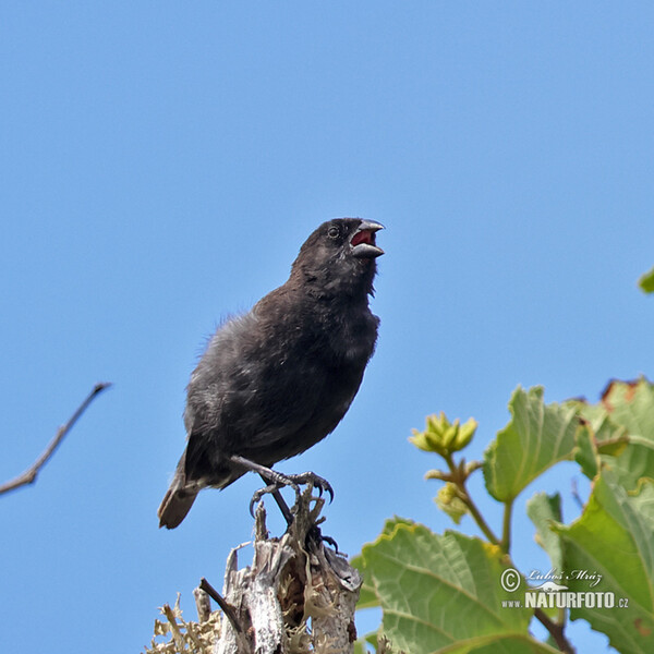 Mittelgrundfink (Geospiza fortis)