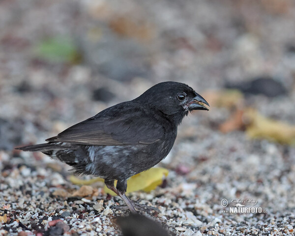 Mittelgrundfink (Geospiza fortis)