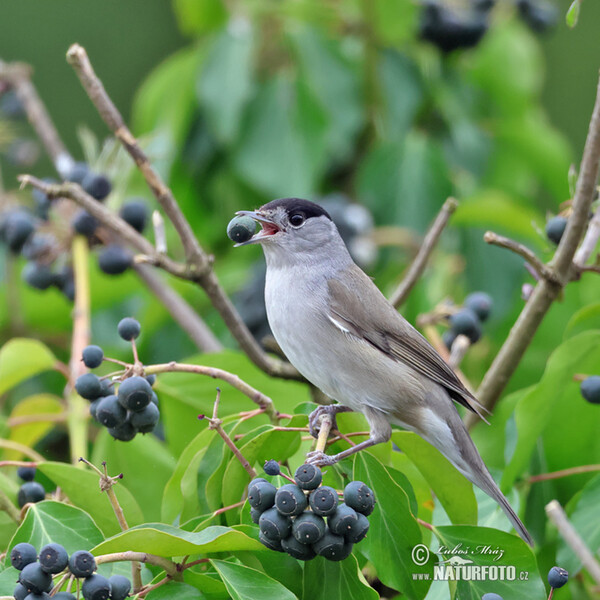 Monchsgrasmucke (Sylvia atricapilla)