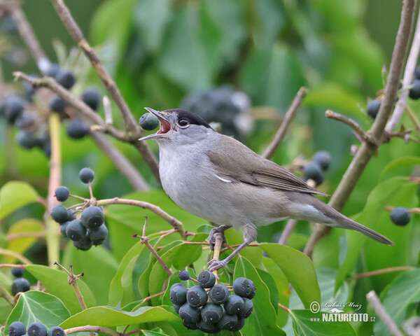 Monchsgrasmucke (Sylvia atricapilla)