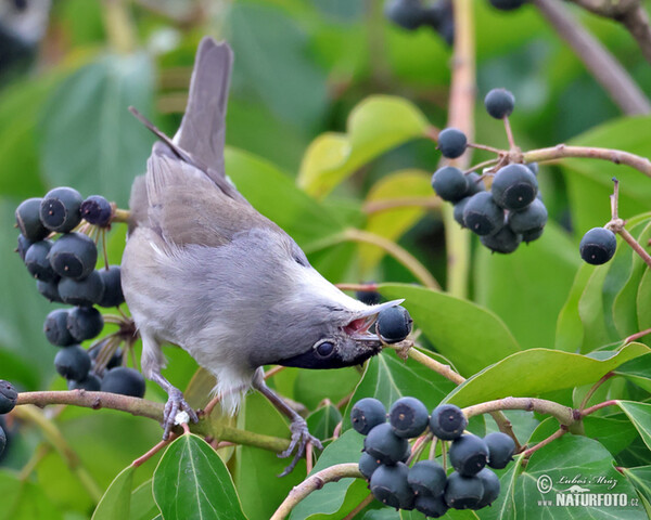 Monchsgrasmucke (Sylvia atricapilla)