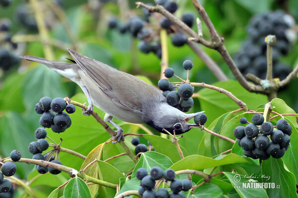 Monchsgrasmucke (Sylvia atricapilla)