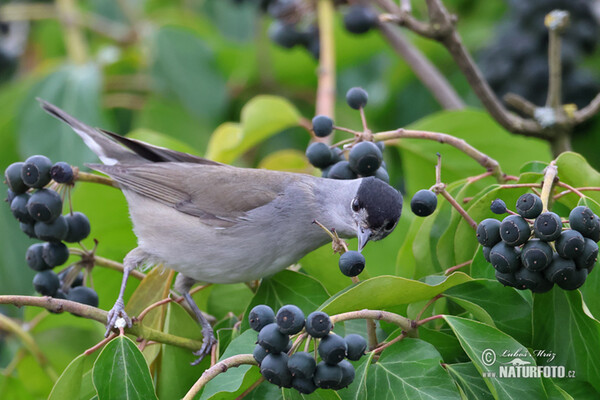 Monchsgrasmucke (Sylvia atricapilla)