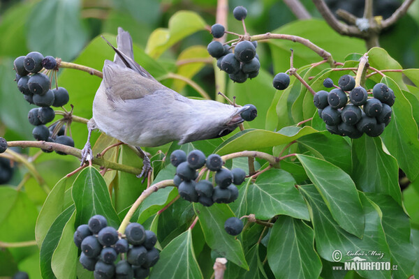 Monchsgrasmucke (Sylvia atricapilla)