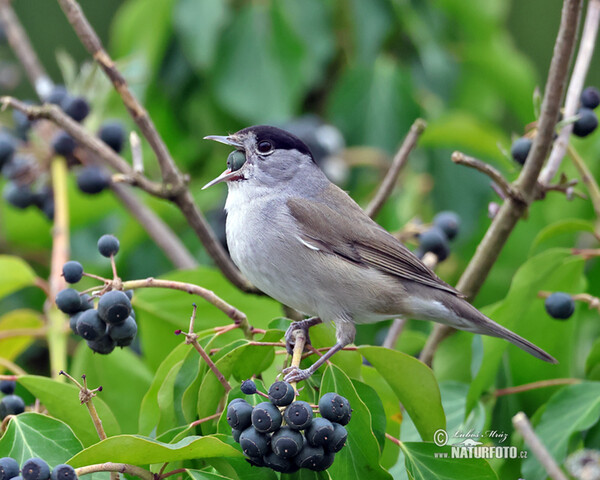 Monchsgrasmucke (Sylvia atricapilla)