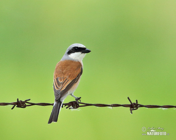 Neuntöter (Lanius collurio)