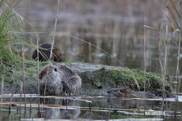 Nutria, Sumpfbiber (Myocastor coypus)