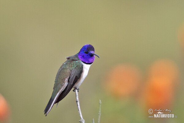 Purpurkopfkolibri (Oreotrochilus chimborazo)